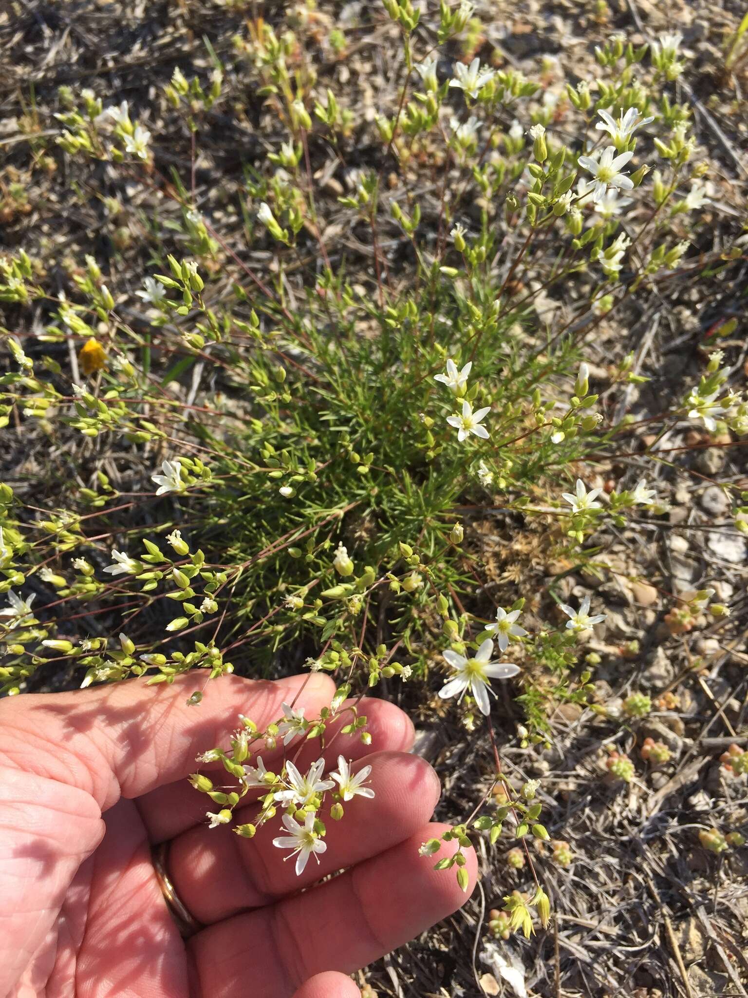 Imagem de Sabulina michauxii (Michx.) Dillenb. & Kadereit