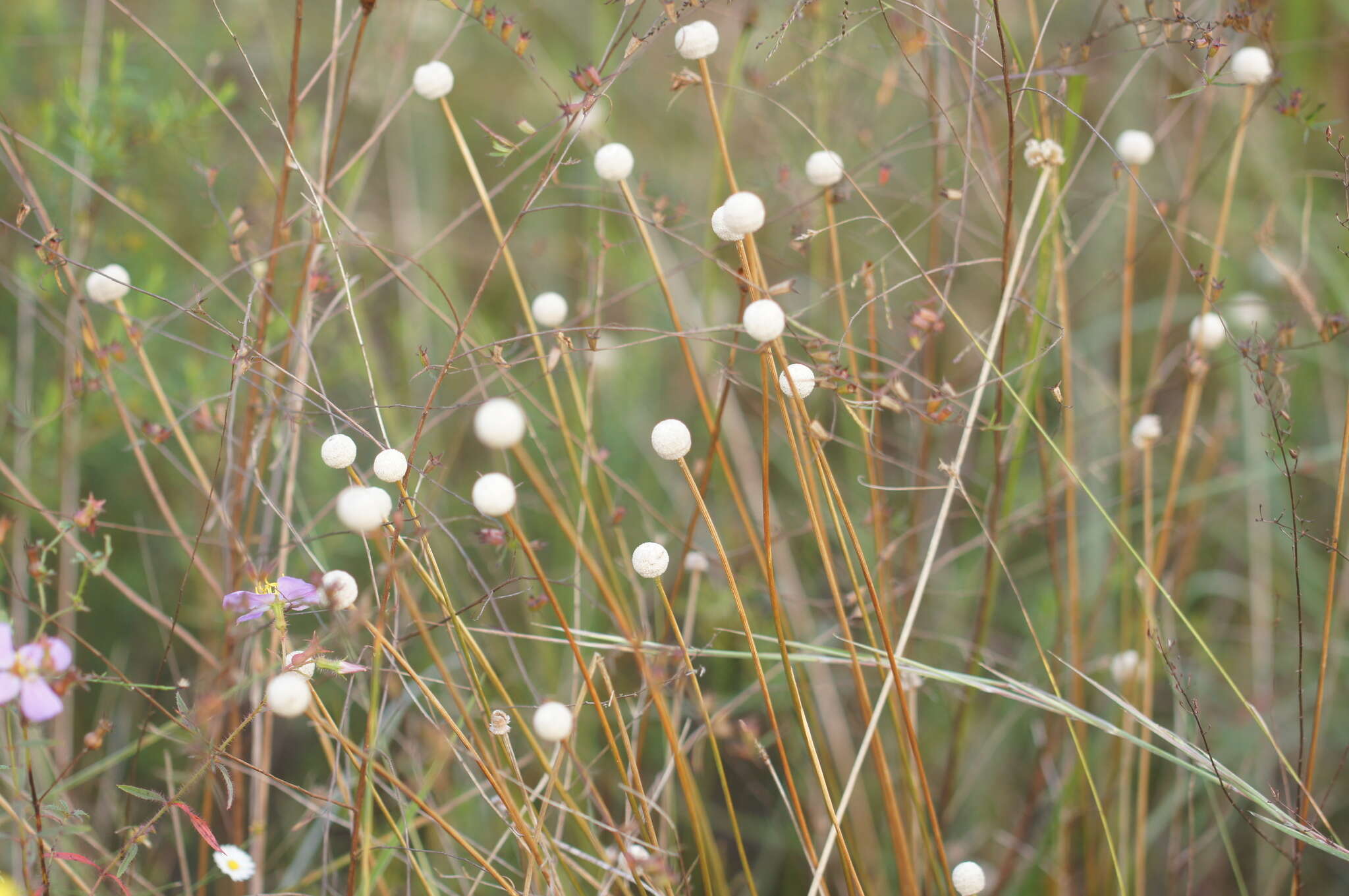 صورة Eriocaulon decangulare L.