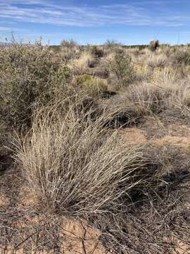 Image of mesa dropseed