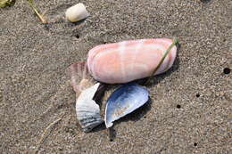 Image of rosy razor clam