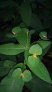 Image of Euphorbia squamosa Willd.