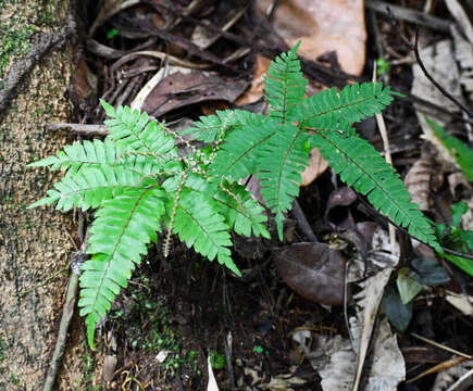 Adiantum humile Kunze的圖片