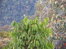 Image of Blue-winged Mountain Tanager