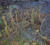 Image of Crassula colligata subsp. colligata