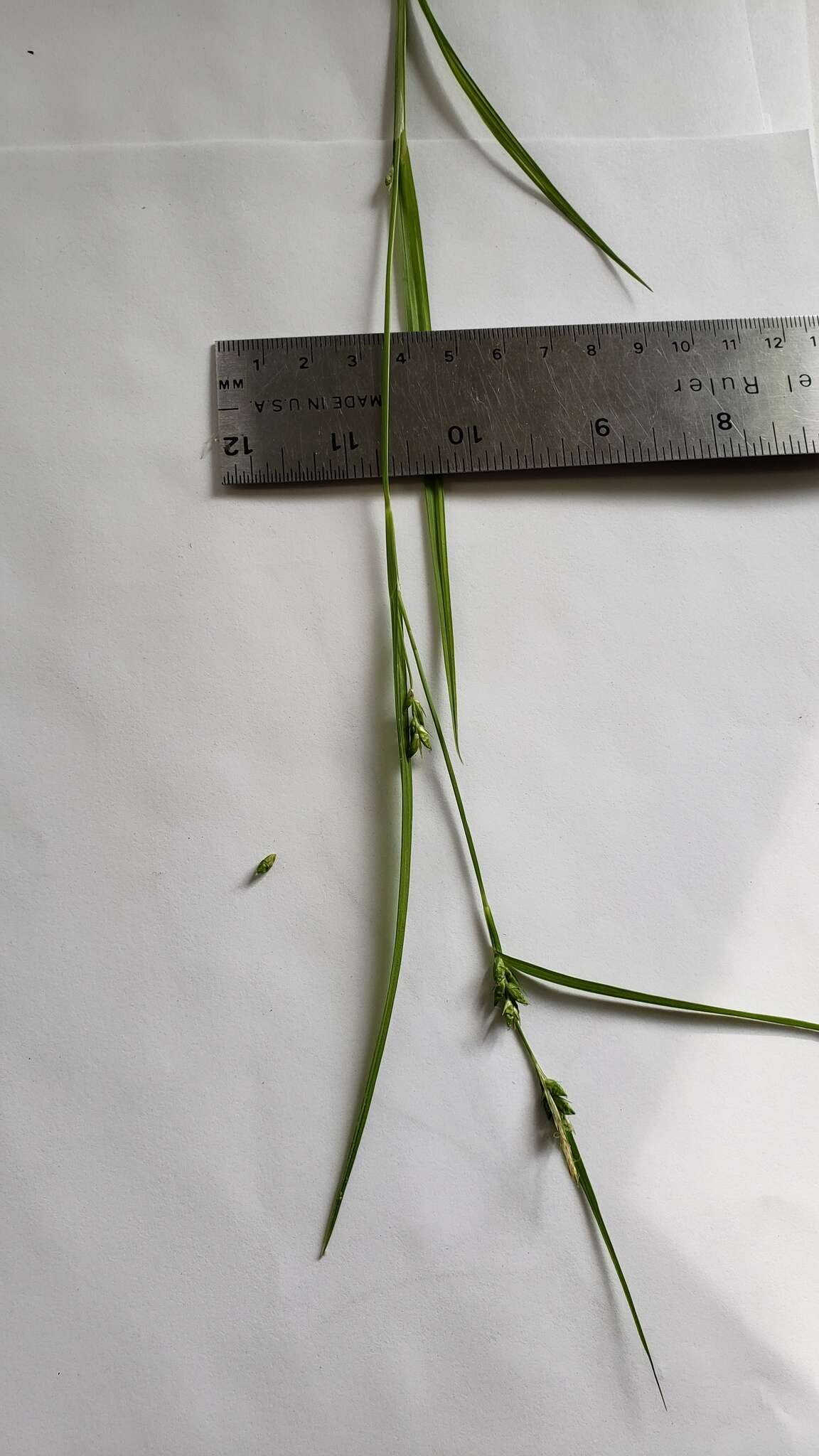 Image of eastern narrowleaf sedge