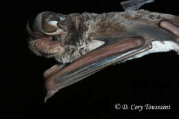 Image of Midas' Free-tailed Bat -- Midas Free-tailed Bat