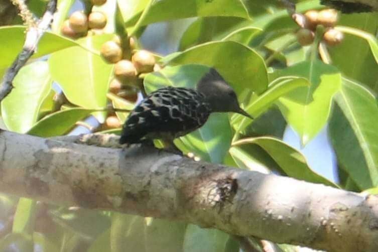 Image of Grey-and-buff Woodpecker