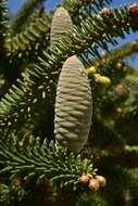 Image of Abies pinsapo var. pinsapo