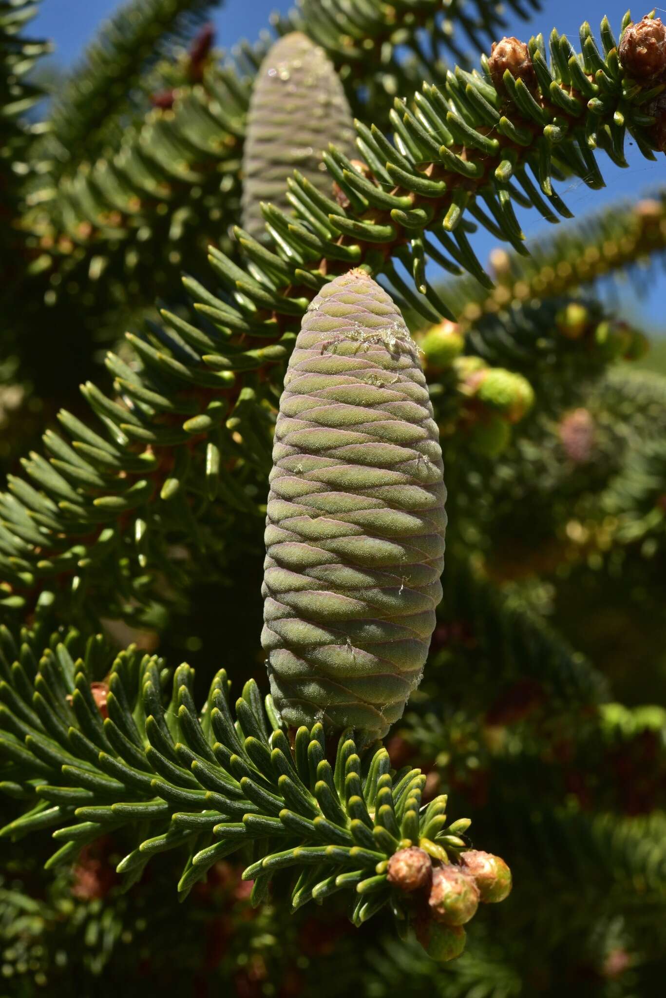 Image of Abies pinsapo var. pinsapo