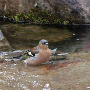 Image of Fringilla coelebs gengleri Kleinschmidt & O 1909