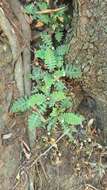 Image of Asplenium cordatum (Thunb.) Sw.