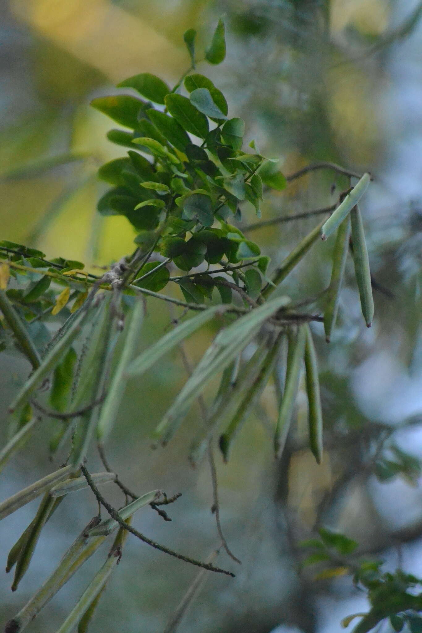 Plancia ëd <i>Indigofera jucunda</i>