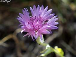 Image of Centaurea cyanoides Berggren & Wahlenb.