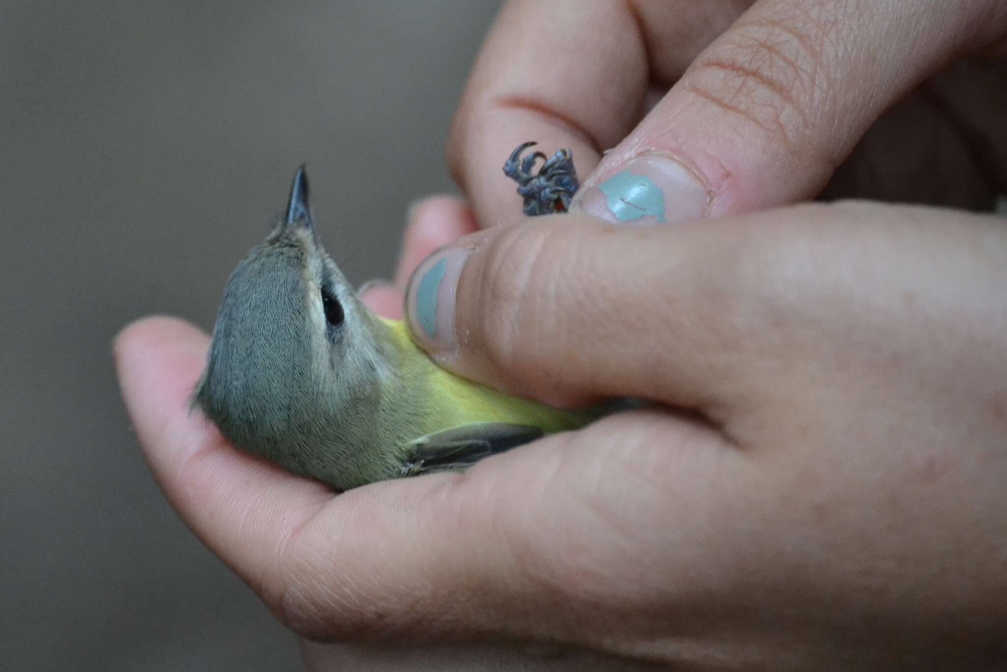 Image of Philadelphia Vireo