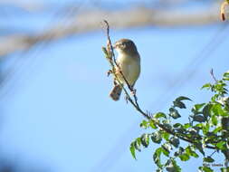 Image of Tawny-flanked Prinia