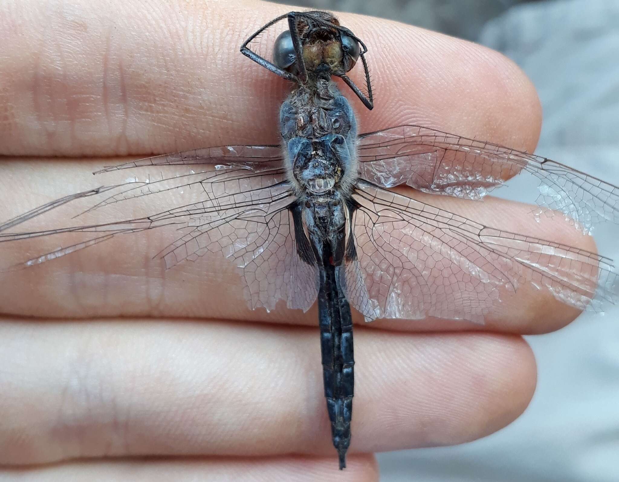 Image of Tramea binotata (Rambur 1842)