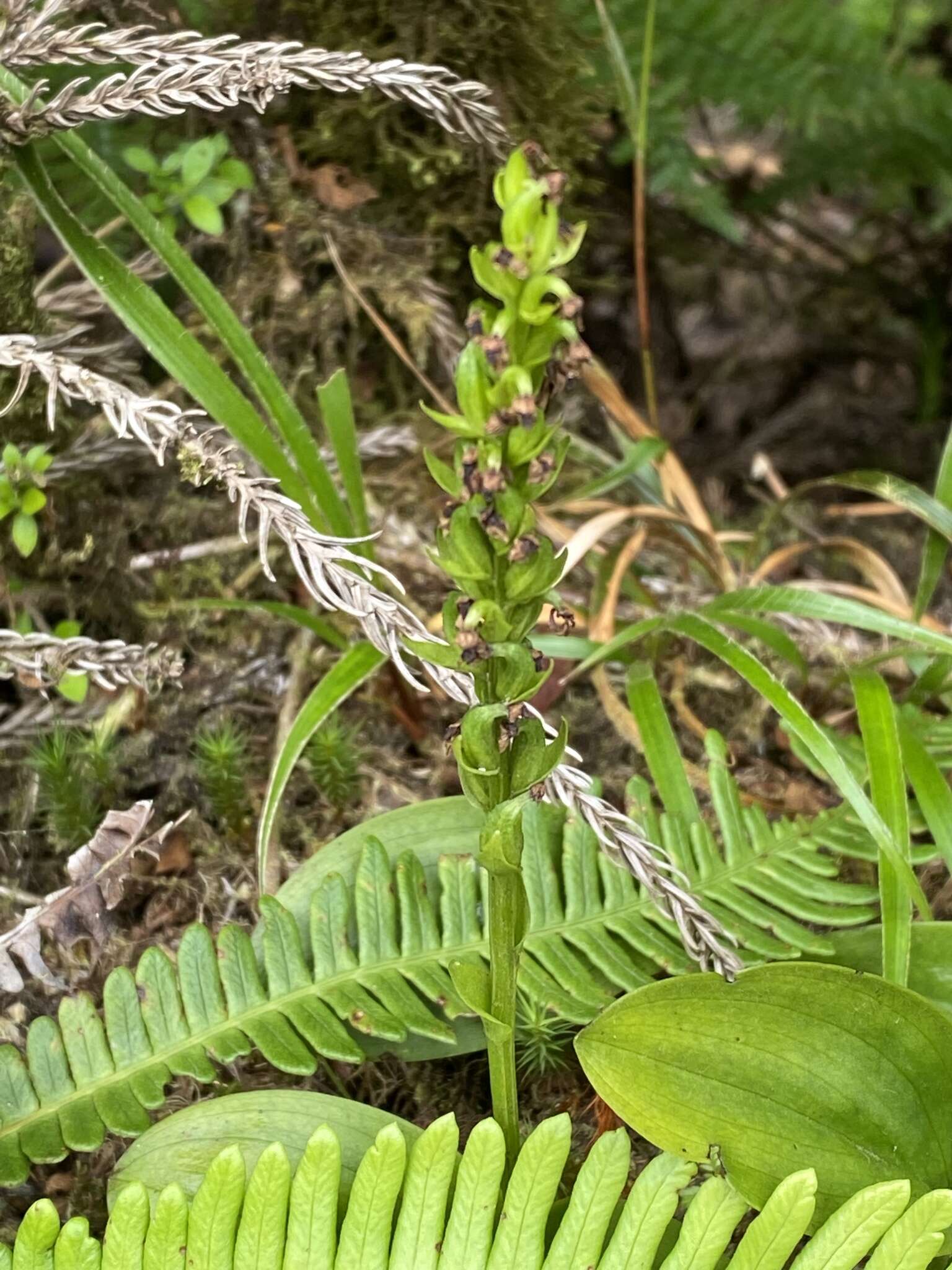 Imagem de Platanthera pollostantha R. M. Bateman & M. Moura