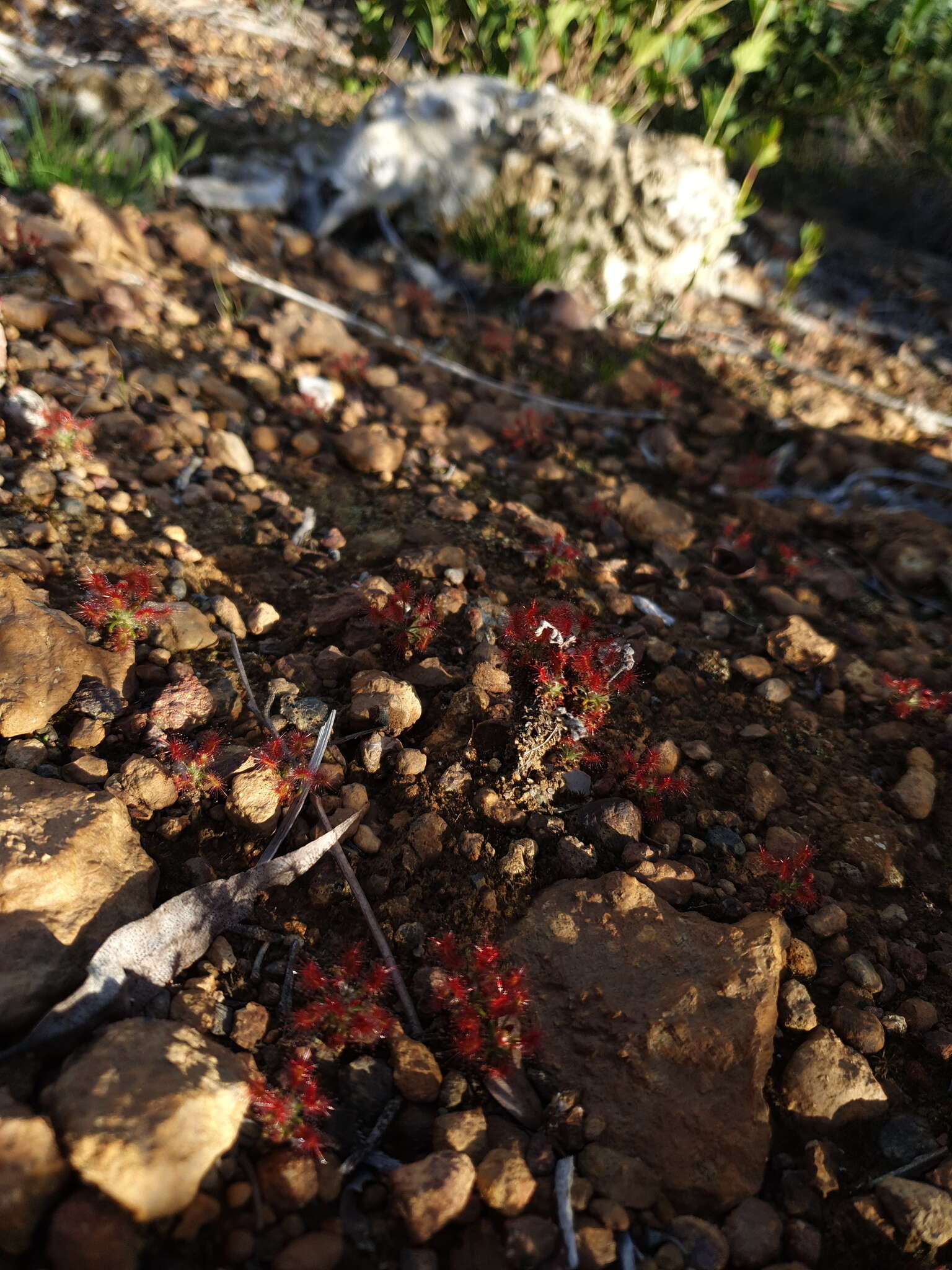 Imagem de Drosera lasiantha Lowrie & Carlquist