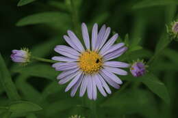 Aster pekinensis (Hance) Chen resmi