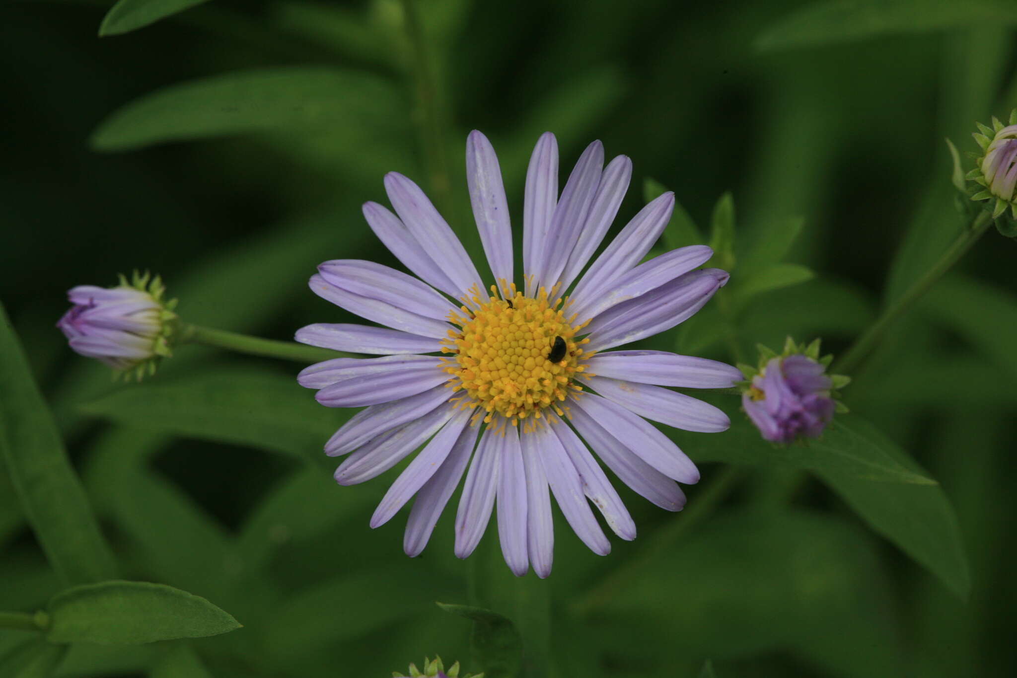 Aster pekinensis (Hance) Chen resmi