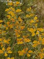 Image of Phlomis brachyodon (Boiss.) Zohary ex Rech. fil.