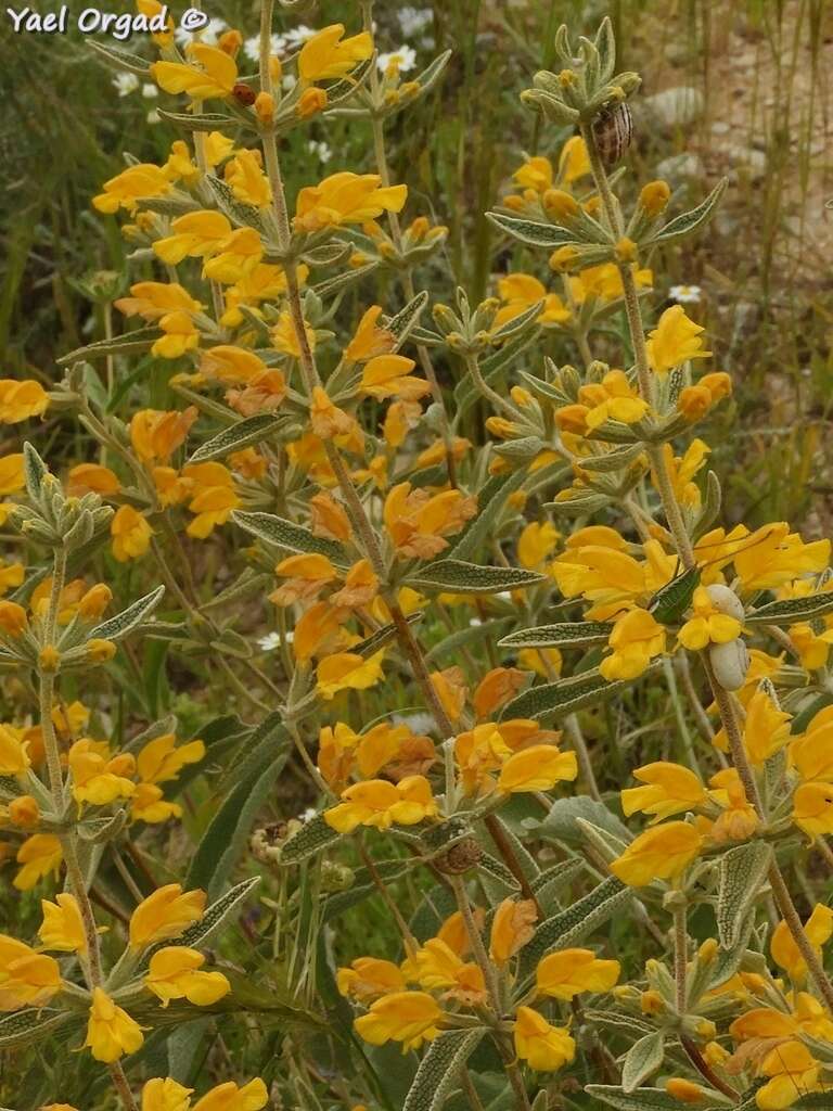 Image of Phlomis brachyodon (Boiss.) Zohary ex Rech. fil.