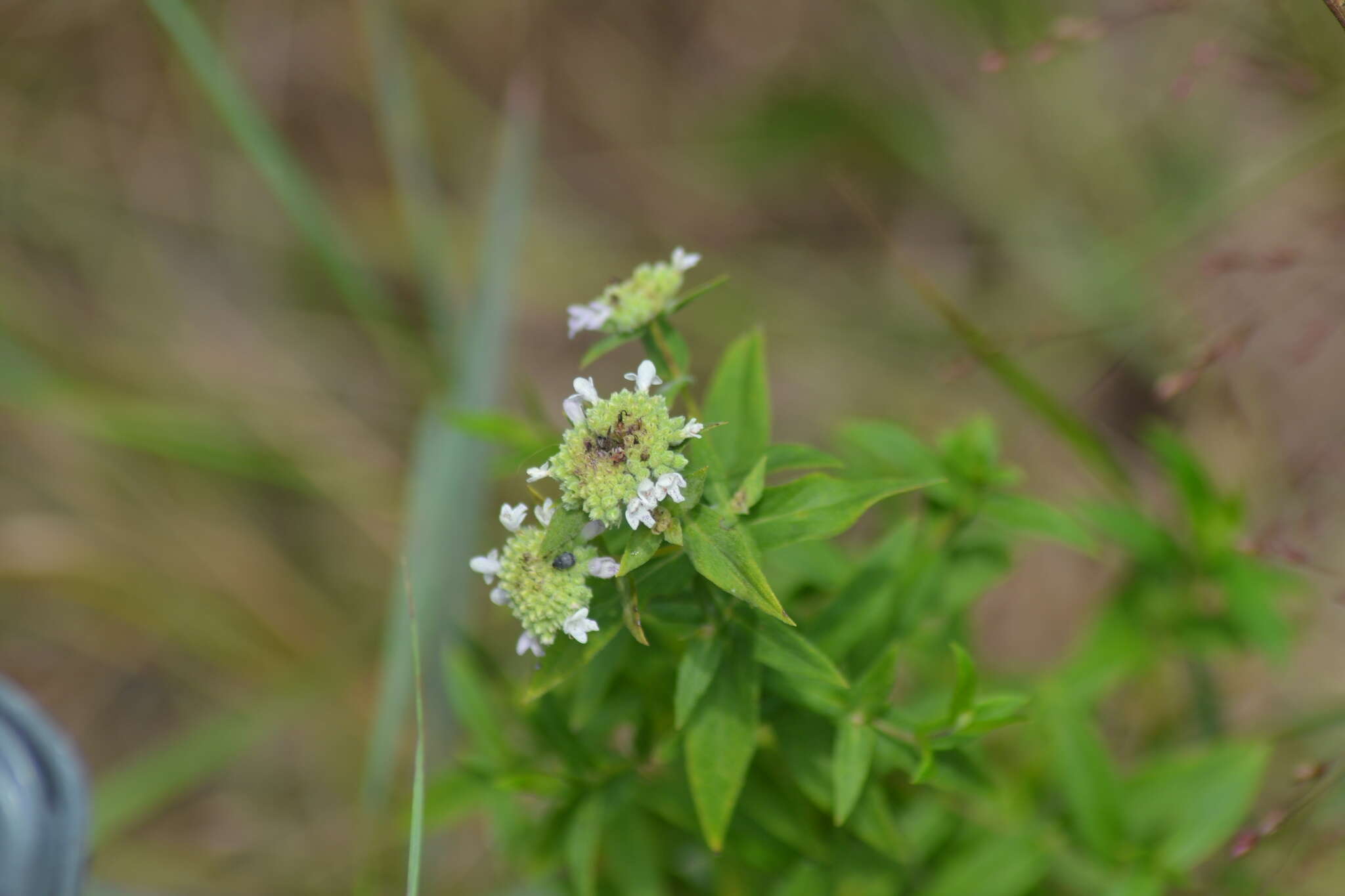 صورة Pycnanthemum verticillatum var. verticillatum