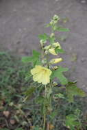 Image of Alcea rugosa Alef.