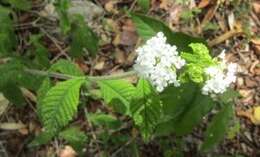 Image of Lantana radula Sw.