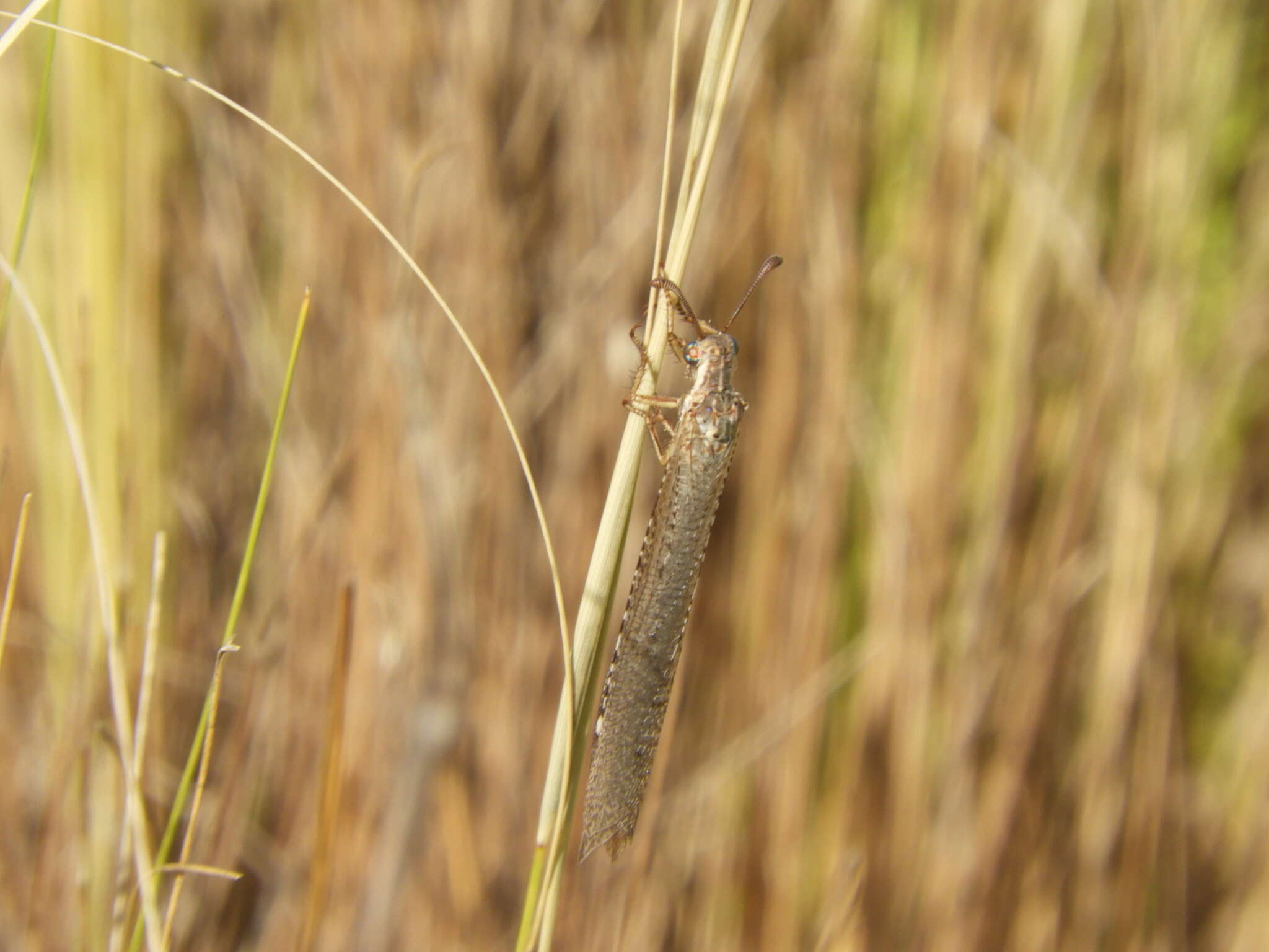 Слика од Ameromyia nigriventris (Walker 1860)