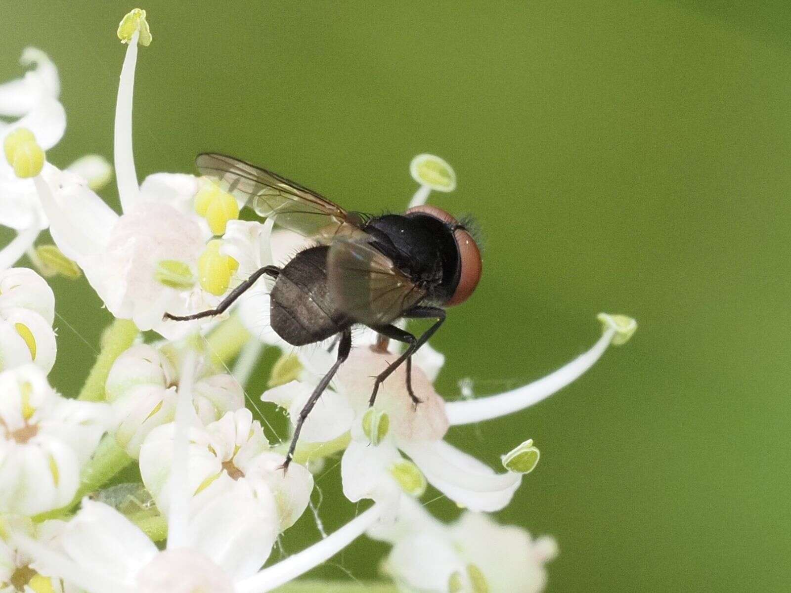 Image of Phasia barbifrons (Girschner 1887)