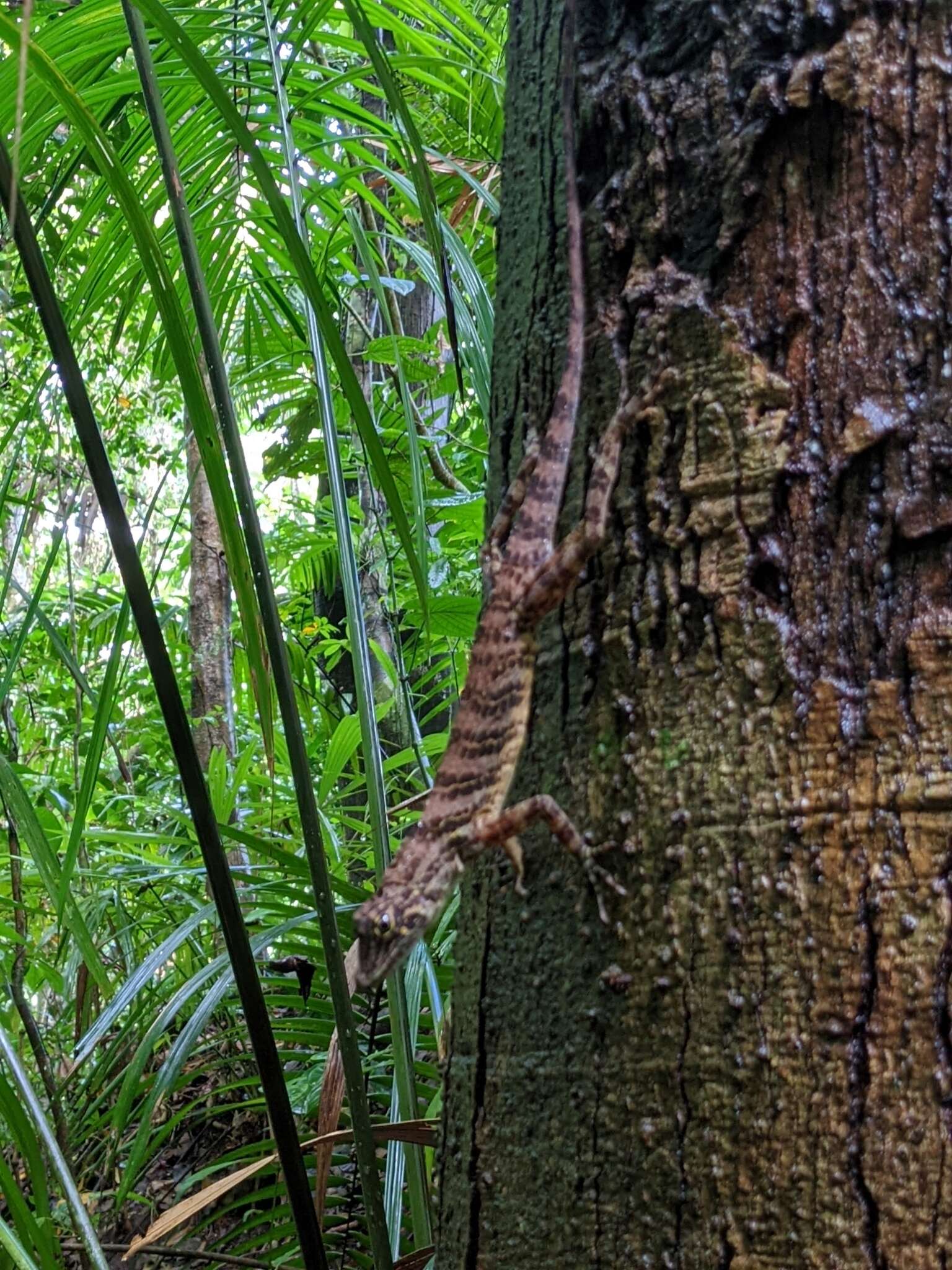 Image of Bridled Anole