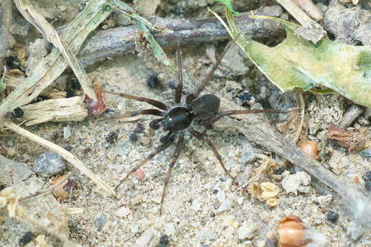 Image of Pardosa moesta Banks 1892