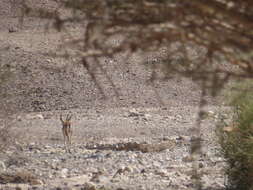 Image of Dorcas Gazelle