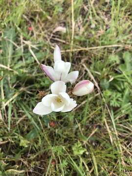 Image of Cape buttercup