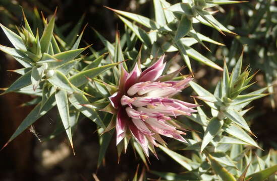 Image of Macledium relhanioides (Less.) S. Ortiz