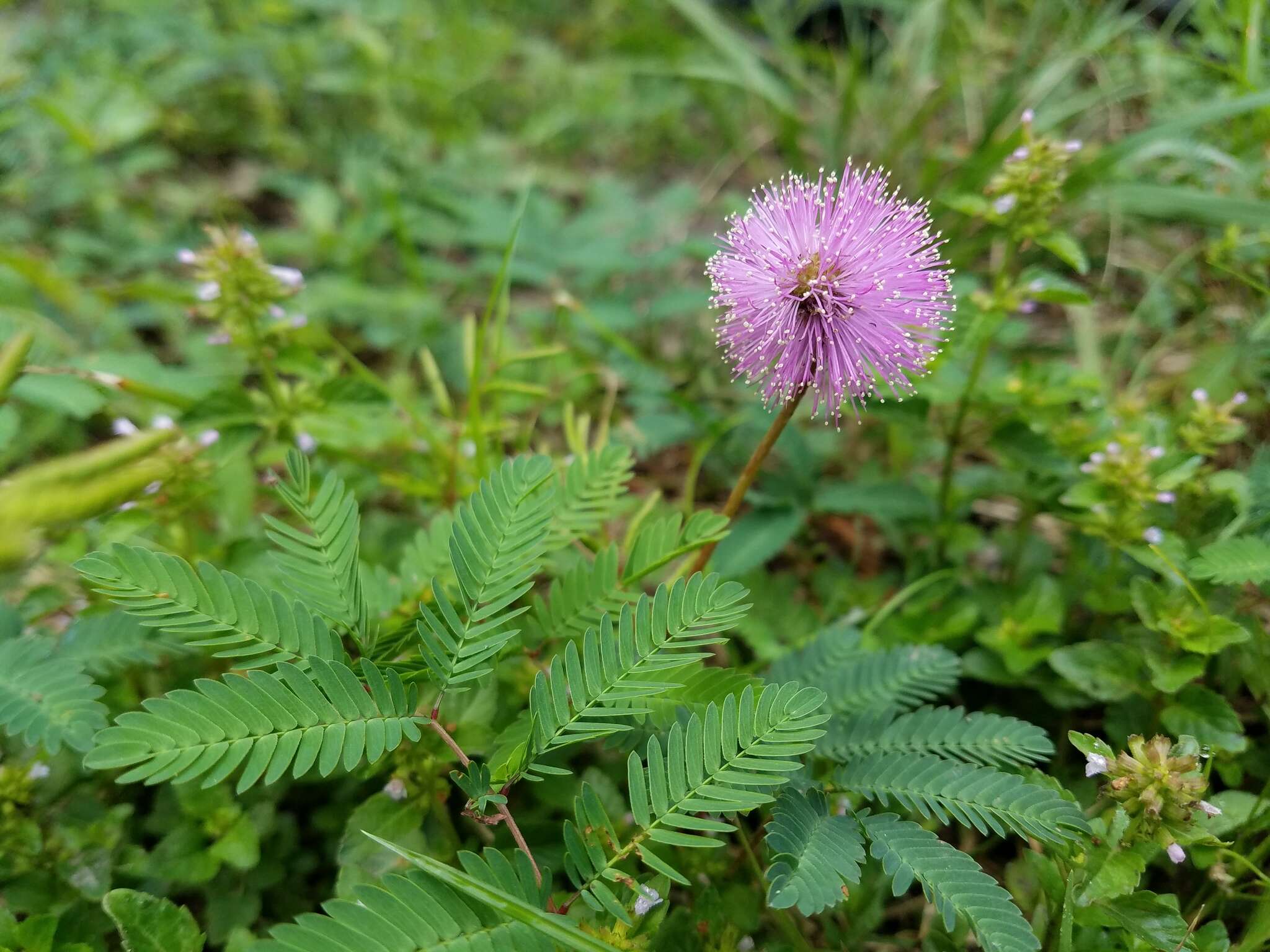 Image of powderpuff