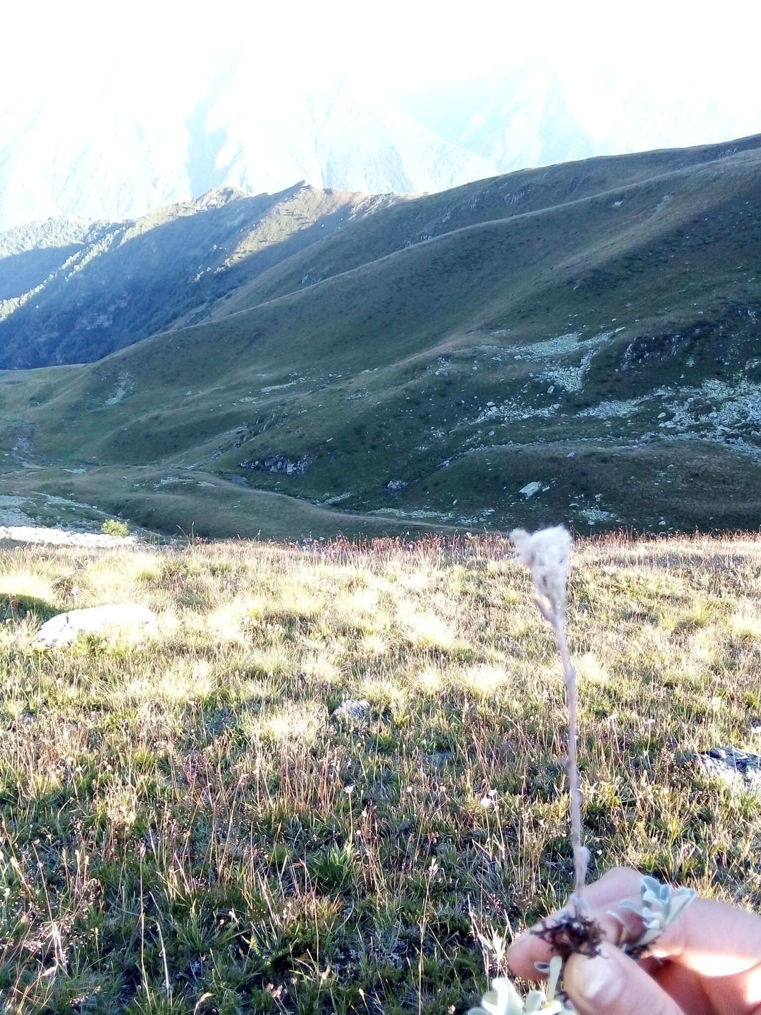 Image of Antennaria caucasica A. Boriss.