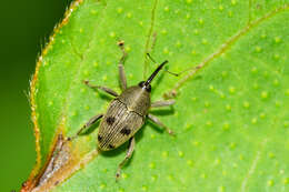 Image of Geraeus senilis Casey & T. L. 1920