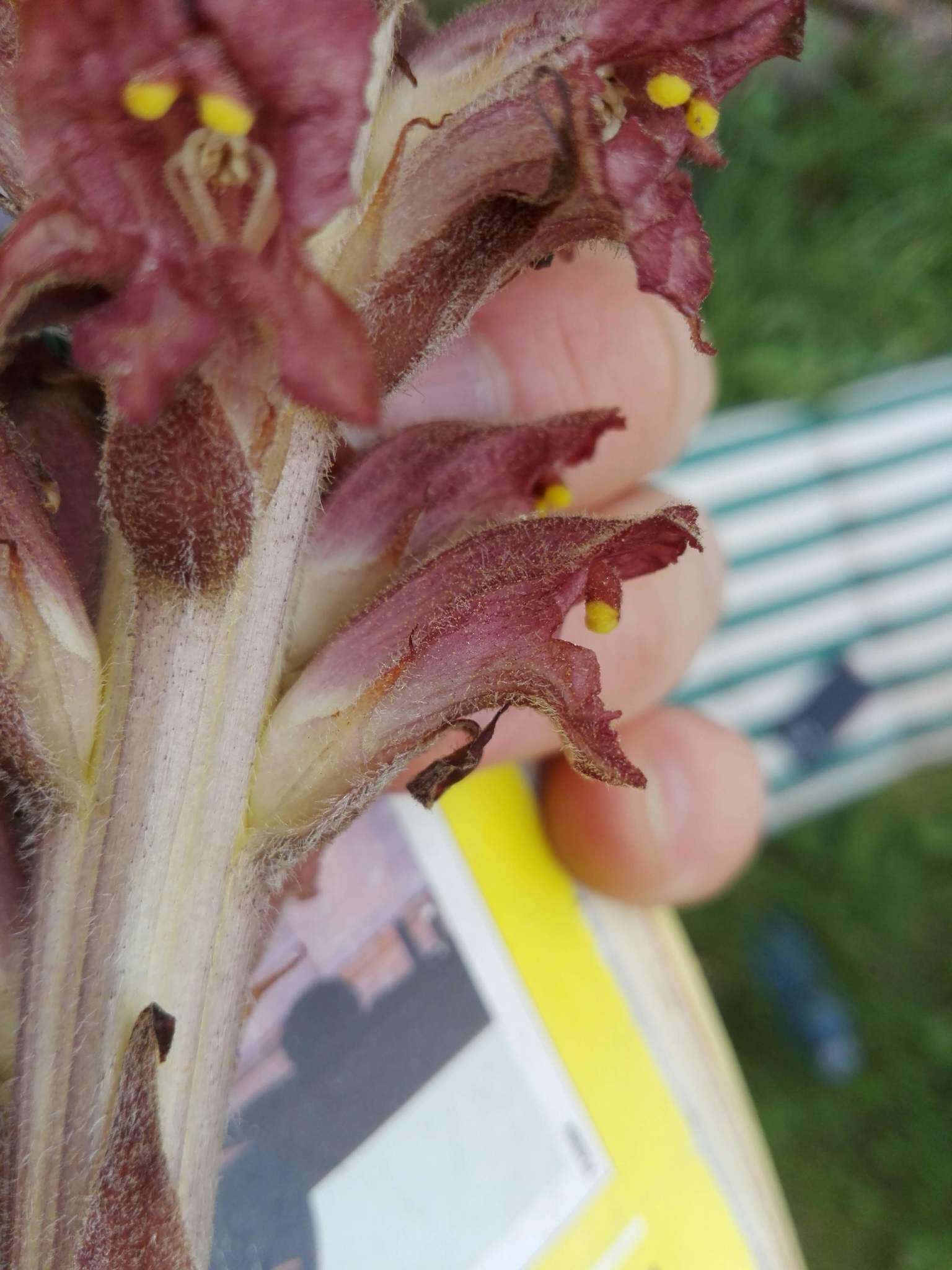 Image of greater broomrape