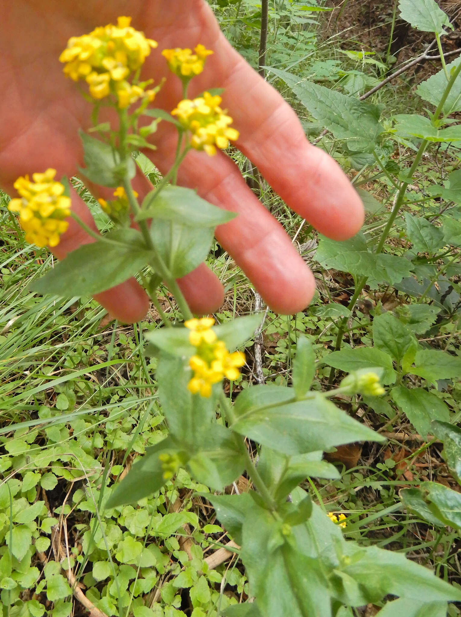 Image de Draba helleriana Greene