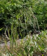 Image of Siberian Wild Rye