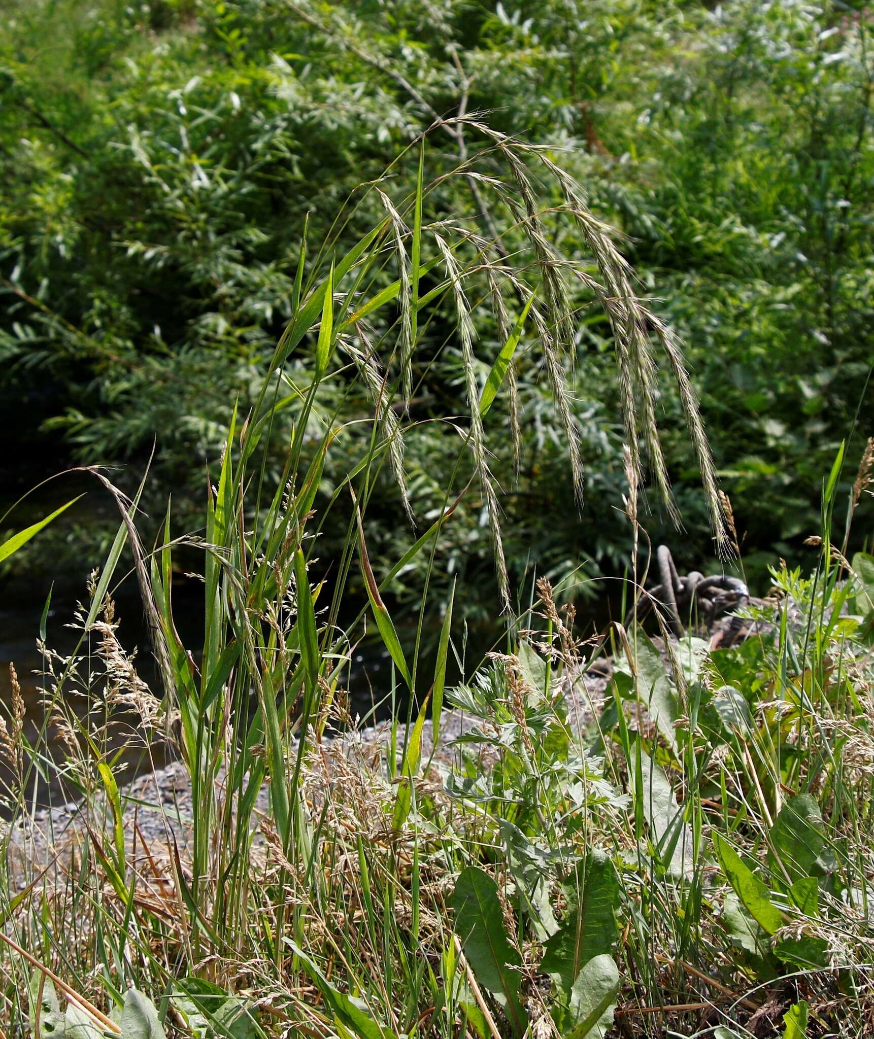 Image of Siberian Wild Rye