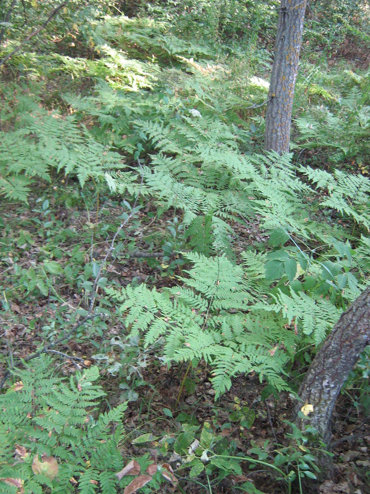 Image of Pteridium latiusculum subsp. pinetorum (C. N. Page & R. R. Mill) Fraser-Jenkins