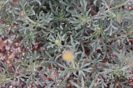 Image of Picradeniopsis pringlei (Greenm.) B. G. Baldwin