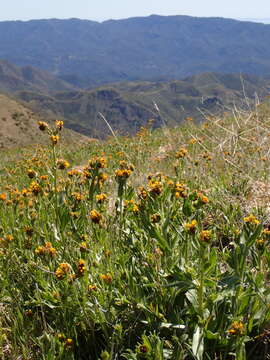 Image of Douglas' fiddleneck