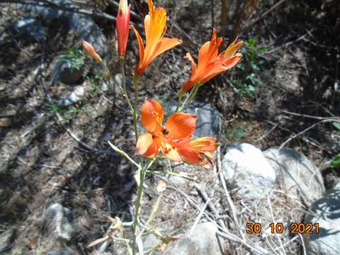 Image of Alstroemeria ligtu L.