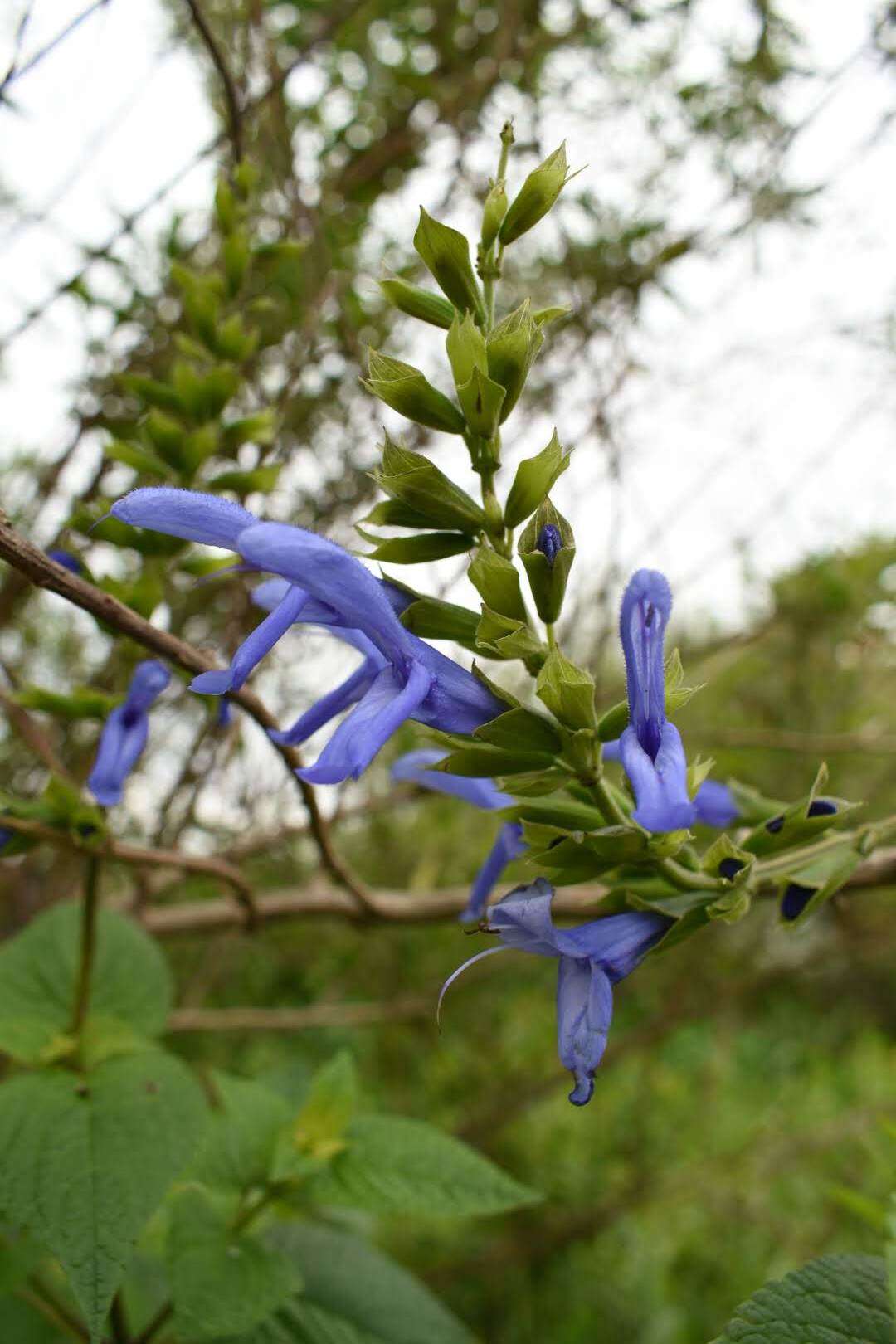 Salvia coerulea Benth. resmi