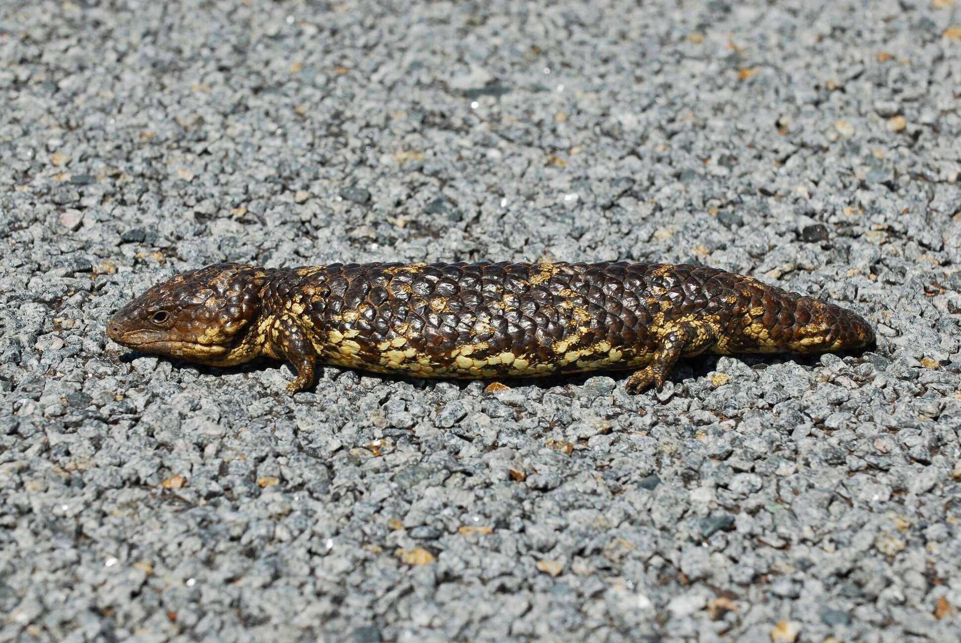 Image of Tiliqua rugosa rugosa Gray 1825