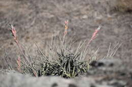 Tillandsia latifolia Meyen resmi